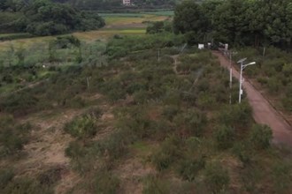 鼎城：“定制”水肥 油茶清涼度夏