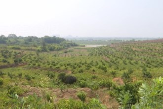 桃源：“柑橘套大豆”示范片迎測產