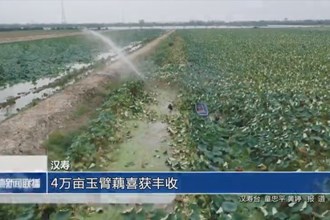 漢壽：4萬畝玉臂藕喜獲豐收