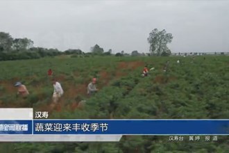 漢壽：蔬菜迎來(lái)豐收季節(jié)