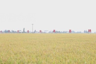 安鄉(xiāng)：20.5萬畝晚稻全面收割