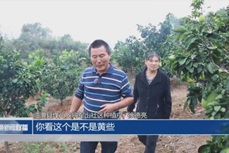 臨澧烽火鄉(xiāng)：香水柚基地迎來豐收