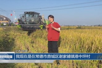 港中坪村：晚稻收割忙 “豐”景美如畫(huà)