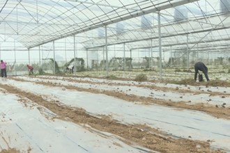 漢壽：育秧大棚種果蔬 接茬輪作促增收