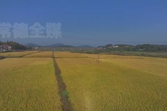 津市：10.5萬畝晚稻進入收割季 田間響起“豐收曲”