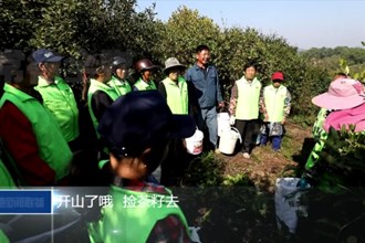 鼎城：水肥一體化助力油茶生產(chǎn)