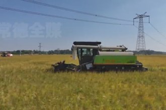 鼎城謝家鋪鎮(zhèn)：下田“父子兵” 同奔“新稻路”