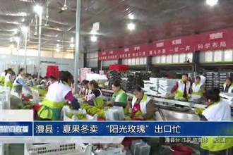 澧縣：夏果冬賣 “陽光玫瑰”出口忙