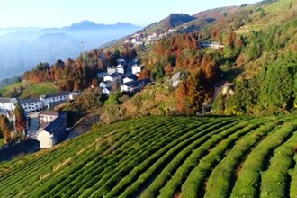 石門：山地軌道運輸車助力茶園升級