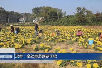 漢壽：金絲皇菊喜獲豐收