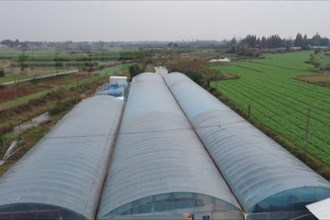 漢壽：打造南美白對蝦養(yǎng)殖綠色新模式