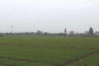安鄉(xiāng)：小藠頭種出致富大產(chǎn)業(yè)