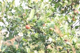 漢壽：油茶喜獲豐收 賦能鄉(xiāng)村振興