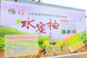 武陵：甜“蜜”事業(yè) “柚”見豐收
