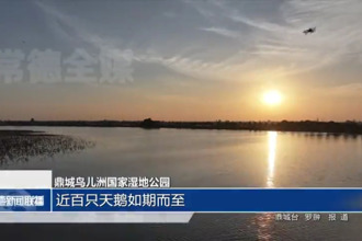 鼎城鳥兒洲國家濕地公園：近百只天鵝如期而至