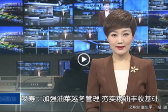 漢壽：加強油菜越冬管理 夯實糧油豐收基礎(chǔ)