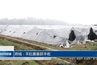 鼎城：羊肚菌喜獲豐收