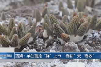 西湖：羊肚菌搶“鮮”上市 “春耕”變“春收”