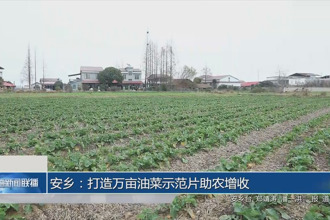 安鄉(xiāng)：打造萬畝油菜示范片助農(nóng)增收