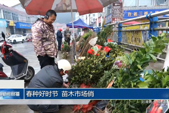 春種好時(shí)節(jié) 苗木市場(chǎng)俏