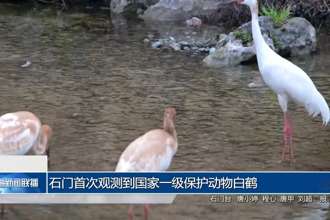 石門(mén)首次觀測(cè)到國(guó)家一級(jí)保護(hù)動(dòng)物白鶴