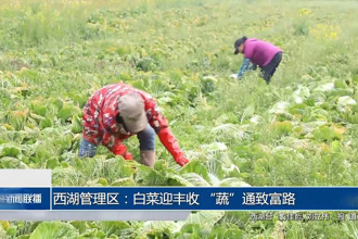 西湖：白菜迎豐收 “蔬”通致富路