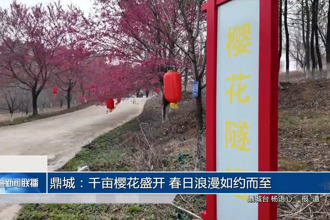 鼎城：千畝櫻花盛開(kāi) 春日浪漫如約而至