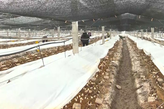 澧縣：架上葡萄甜 架下菌菇鮮