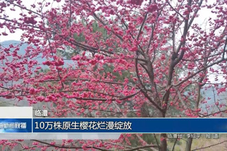 臨澧：10萬株原生櫻花爛漫綻放