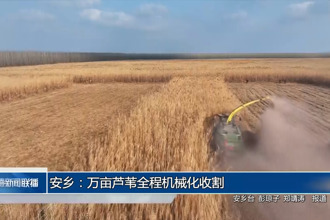 安鄉(xiāng)：萬(wàn)畝蘆葦全程機(jī)械化收割