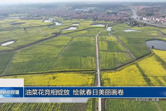 油菜花競相綻放 繪就春日美麗畫卷