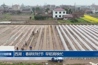 西湖：春耕好時(shí)節(jié) 早稻育秧忙
