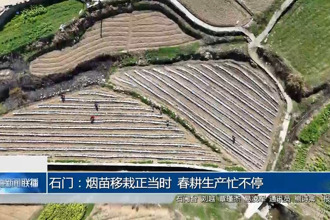 石門(mén)：煙苗移栽正當(dāng)時(shí) 春耕生產(chǎn)忙不停