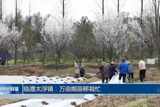 臨澧縣太浮鎮(zhèn)：萬畝煙苗移栽忙