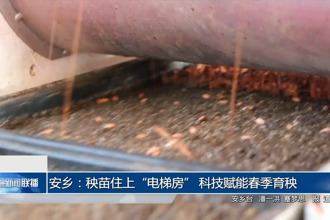 安鄉(xiāng)：秧苗住上“電梯房” 科技賦能春季育秧