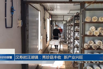 漢壽巖汪湖鎮(zhèn)：秀珍菇豐收 新產(chǎn)業(yè)興旺