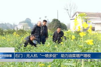 石門：無人機“一噴多促” 助力油菜增產(chǎn)增收