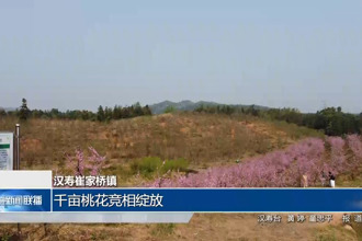 漢壽崔家橋鎮(zhèn)：千畝桃花競(jìng)相綻放