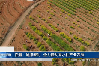 臨澧：搶抓春時 全力推動香水柚產業(yè)發(fā)展