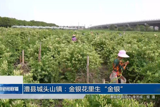 澧縣城頭山鎮(zhèn)：金銀花里生“金銀”