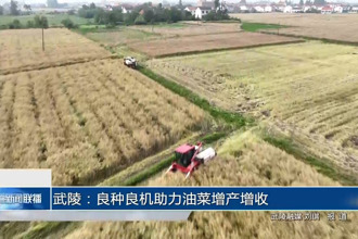 武陵：良種良機(jī)助力油菜增產(chǎn)增收