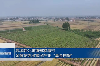 鼎城韓公渡鎮(zhèn)鄭家灣村：金銀花煉出富民產(chǎn)業(yè)“真金白銀”