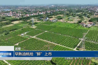 武陵：早熟油桃搶“鮮”上市