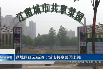 鼎城區(qū)紅云街道：城市共享菜園上線