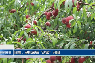 臨澧：早桃采摘“甜蜜”開(kāi)園